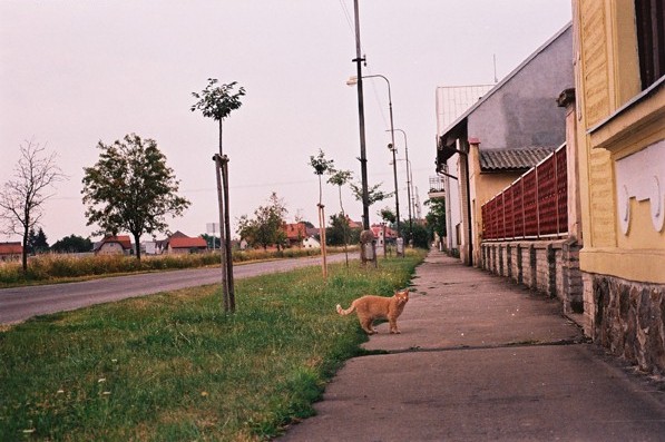 Ranny "ptaszek" z Sadská.